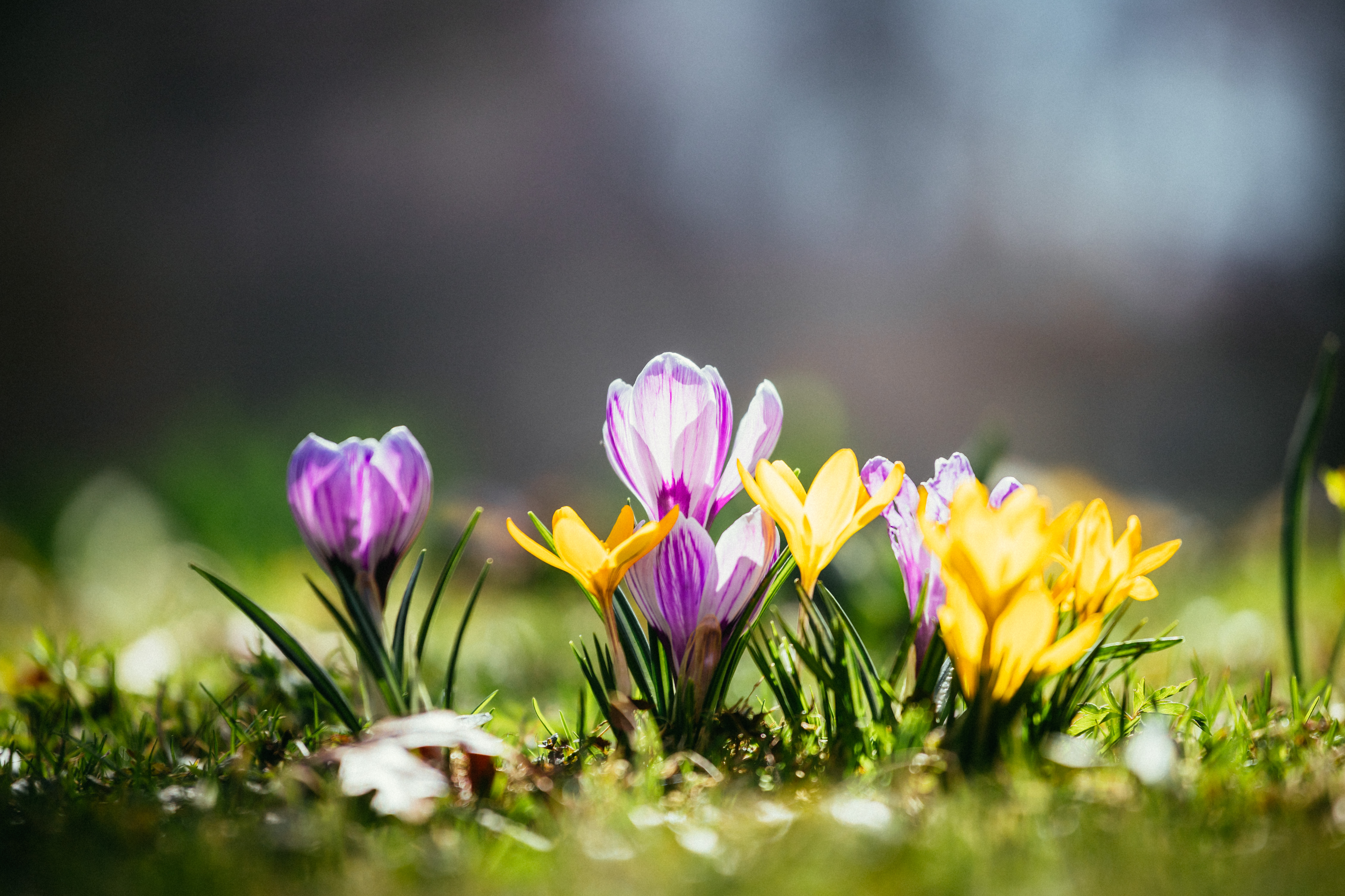 Spring flowers in sunlight