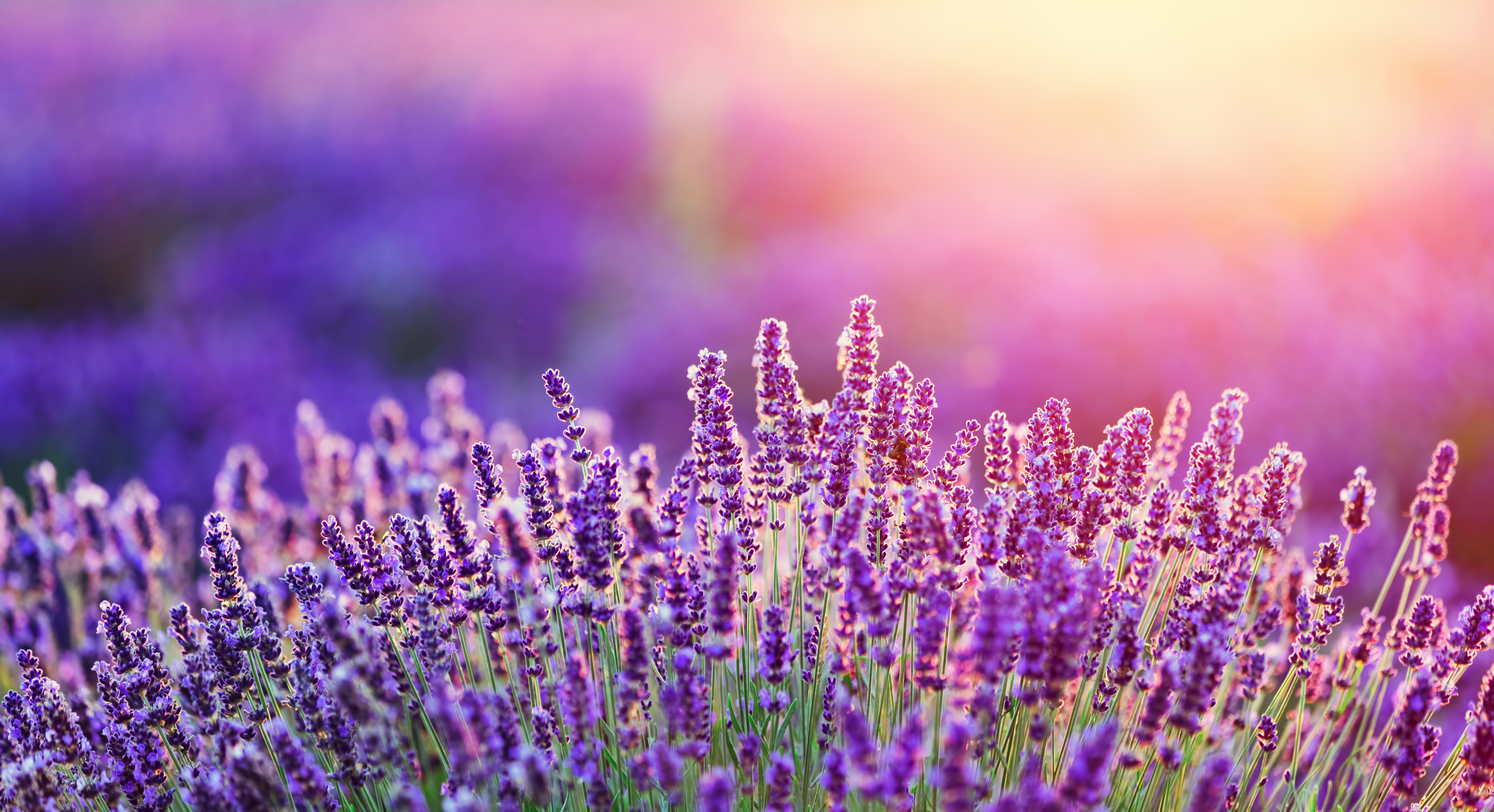 Lavender flowers in vibrant purple hues under warm sunlight.