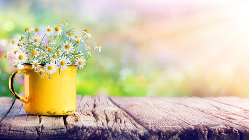 Yellow metal mug filled with small white daisies sitting on a rustic wooden table, with a bright, softly  blurred background and warm sunlight